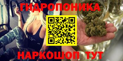 стафф Кингисепп